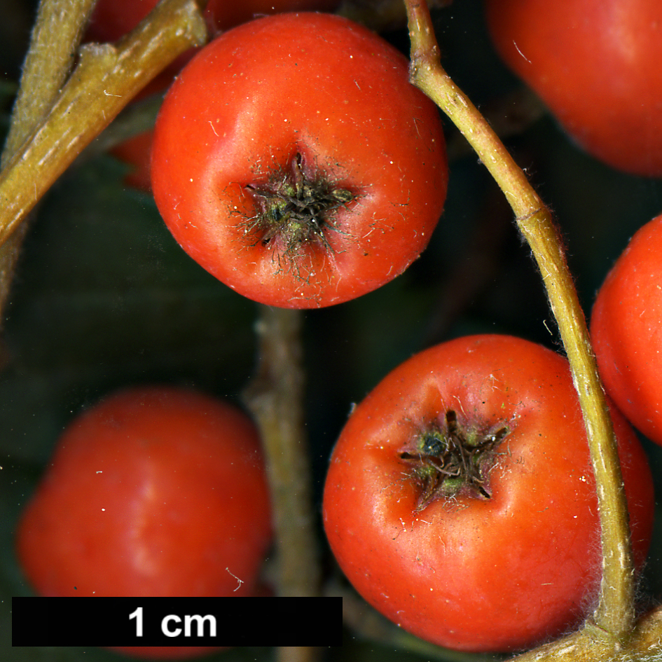 High resolution image: Family: Rosaceae - Genus: Sorbus - Taxon: aucuparia - SpeciesSub: subsp. pohuashanensis